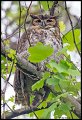 _4SB2513 great-horned owl